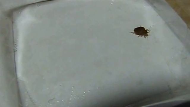 Bed bug and Clear Tape смотреть онлайн