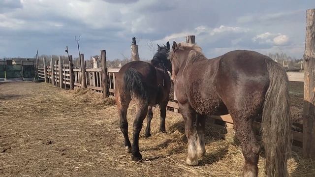 жеребец загнал конюха Юру на забор смотреть онлайн