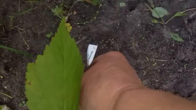 Заказала малину - обманули ! смотреть онлайн