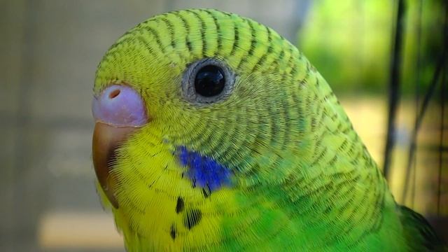 5th Generation Green Opaline Budgie/Parakeet Hen(Draculoh)(Волнистых попугаев) смотреть онлайн