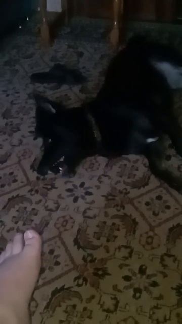 Вечерние игры с колечком