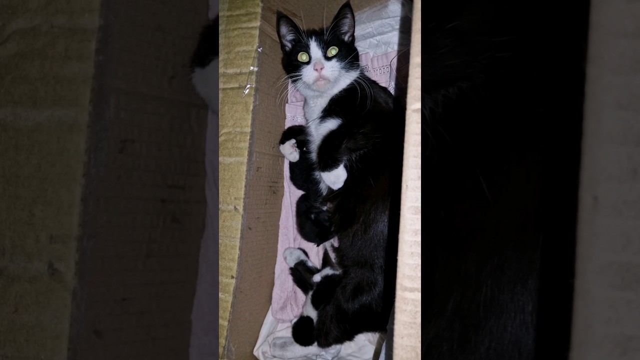 Тёплые коты #домиквдеревне #кошки #котята #теплыекоты смотреть онлайн