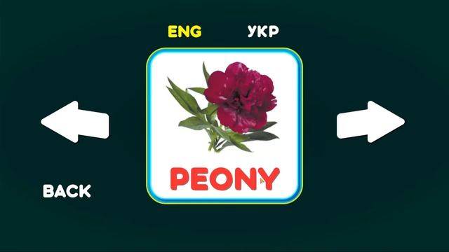 Вивчаємо КВІТИ 💐🌼🌺🌻🌸 англійською мовою / We study FLOWERS in English смотреть онлайн