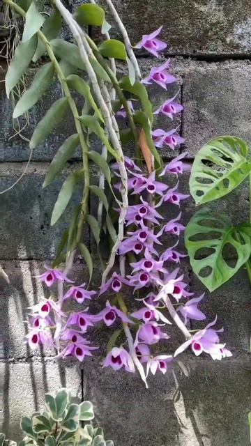 Dendrobium Anosmum in Full Bloom | Orchid Garden | Cheery Orchids смотреть онлайн