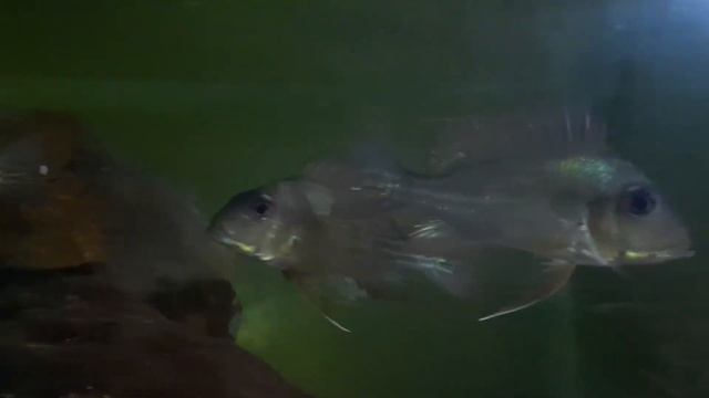 Geophagus Winemilleri 12cm смотреть онлайн
