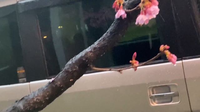 DISCOVER TOKYO CHIYODA WATTERAS CHERRY BLOSSOMS SAKURA 2024 Hanami Viewing ... смотреть онлайн