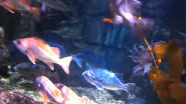 Crabonomics 101 смотреть онлайн