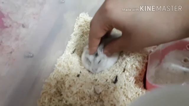 아재미 넘치는 망고망고~ 햄스터 마사지를 받다?! Mister Mango~ Mango took a hamster massage?! 부비 부비 (Bubi Bubi) смотреть онлайн