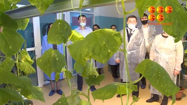 №103 мектеп -лицей ішінде оқушылар қияр өсіріп, жылыжай баптауда. смотреть онлайн