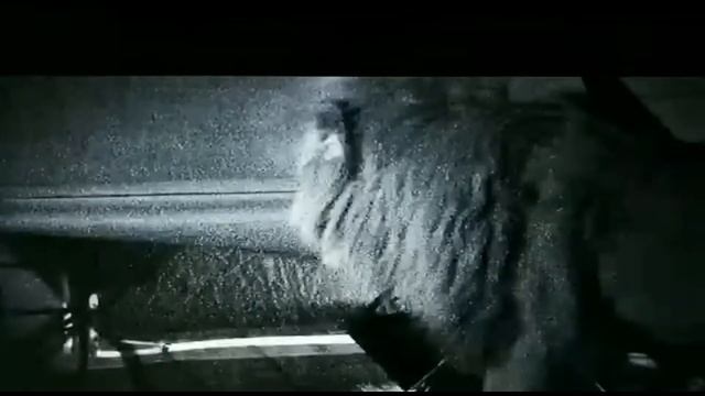 тунда шерлар одамларга хужум килди. смотреть онлайн