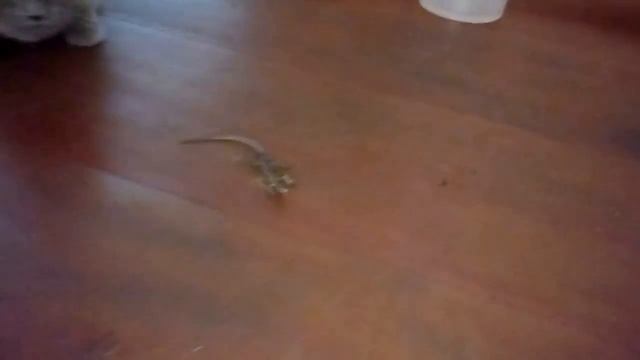 00036 смотреть онлайн