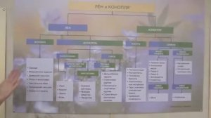 Лён и Конопля Экономика льна и конопли - ценнее экономики рапса нефти целлюлозы синтетики