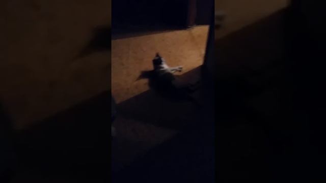 Хорошая кошка смотреть онлайн
