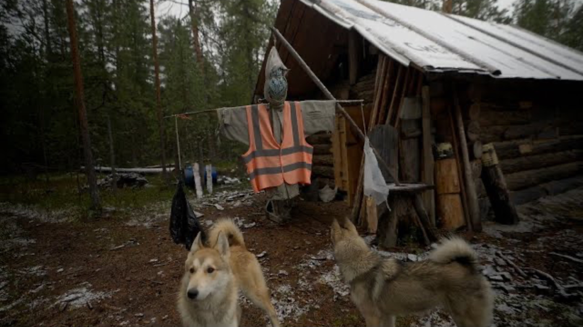 Живем в тайге. Питаемся добытым, ловим медведя хулигана. Добыли...