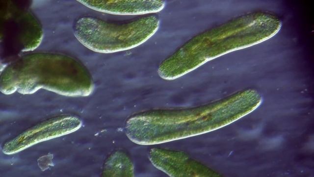 Symsagittifera 1 смотреть онлайн