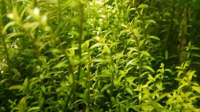 Rotala смотреть онлайн