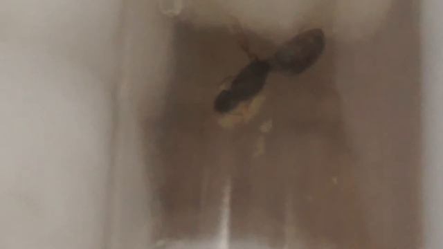 My Tetramorium Ant Queens Day 9 смотреть онлайн