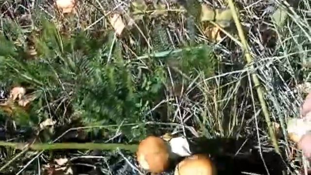 MOV00088 смотреть онлайн