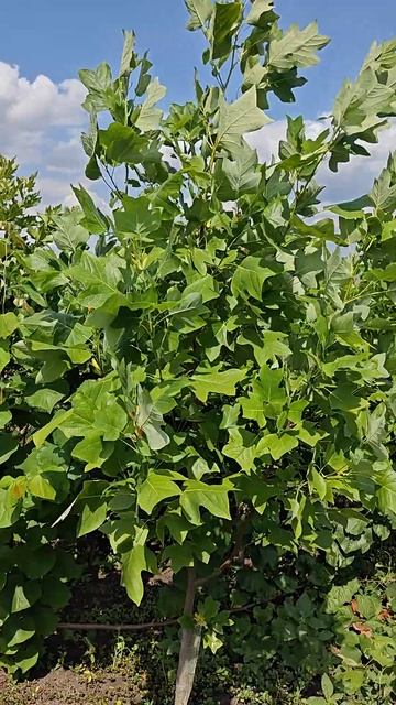 Лириодендрон - Тюльпановое дерево (Liriodendron tulipifera-Tulip tree) смотреть онлайн