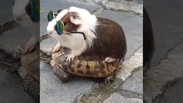 #веселыевидео #отдых #интересно # Братья наши меньшие смотреть онлайн