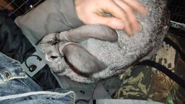 Кролик очень соскучился смотреть онлайн