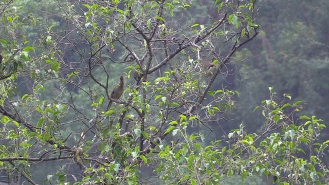 Grammatoptile strié (Grammatoptila s. striata) Striated Laughingthrush смотреть онлайн