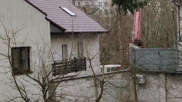 🌲🚨 З ялинки хочуть зробити чупа чупс🤔. #ялинка #дерево #сад #рослини #чупачупс #гілки смотреть онлайн