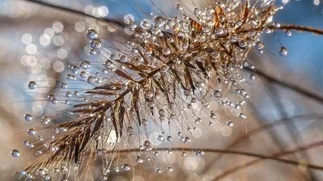 Весенняя капель смотреть онлайн