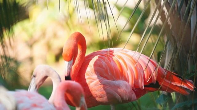 Джаз ФЛАМИНГО . Джене Крупа смотреть онлайн