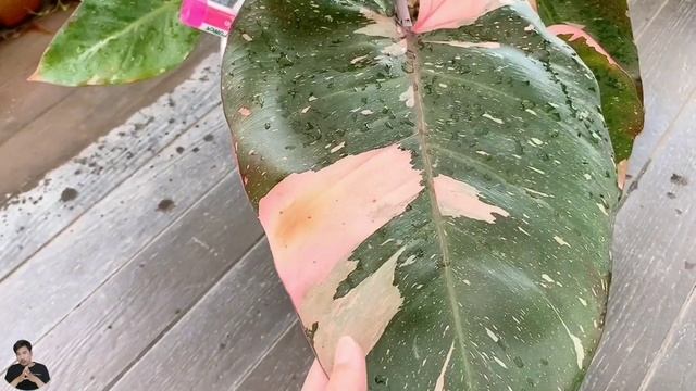 Philodendron Pink Princess Marble KING แตกต่างกับ Philodendron Pink Princess ตรงไหน?