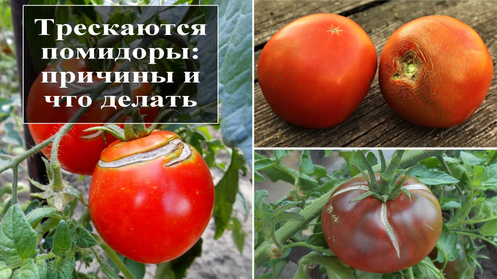 Почему трескаются помидоры смотреть онлайн