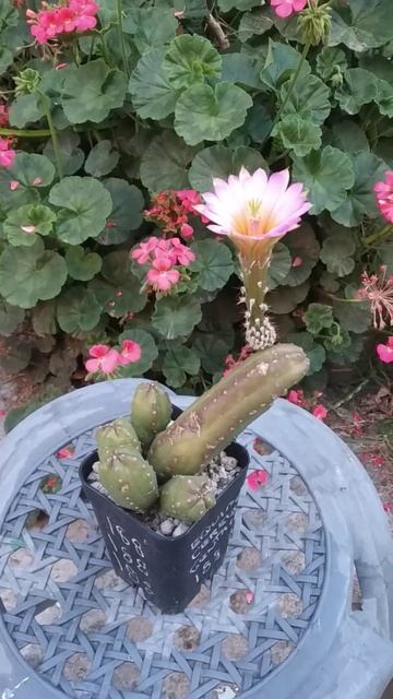 Echinocereus scherii subsp. gentryi смотреть онлайн