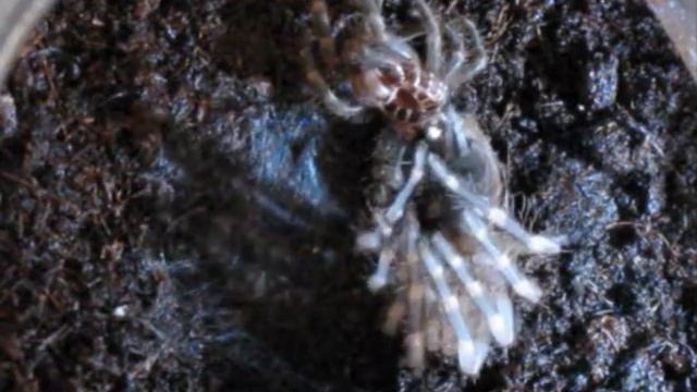 Acanthoscurria geniculata (Giant White Knee) in muta (molting L6) VIDEO SPEED 6X смотреть онлайн