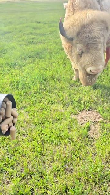What is that on his back? 😭 🦬🦆#bison #bisons #farm #ranch #farmlife #animal #pet #yellowstone #dail смотреть онлайн