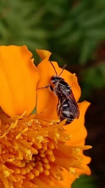 Taking a pollen bath #shorts #insects смотреть онлайн