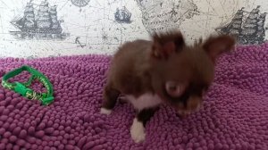 мини чихуахуа чихуа