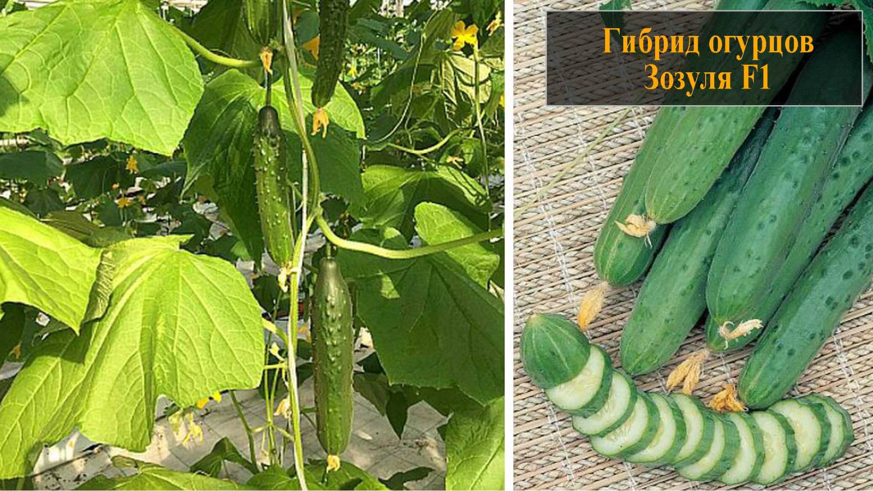 Гибрид огурцов Зозуля смотреть онлайн