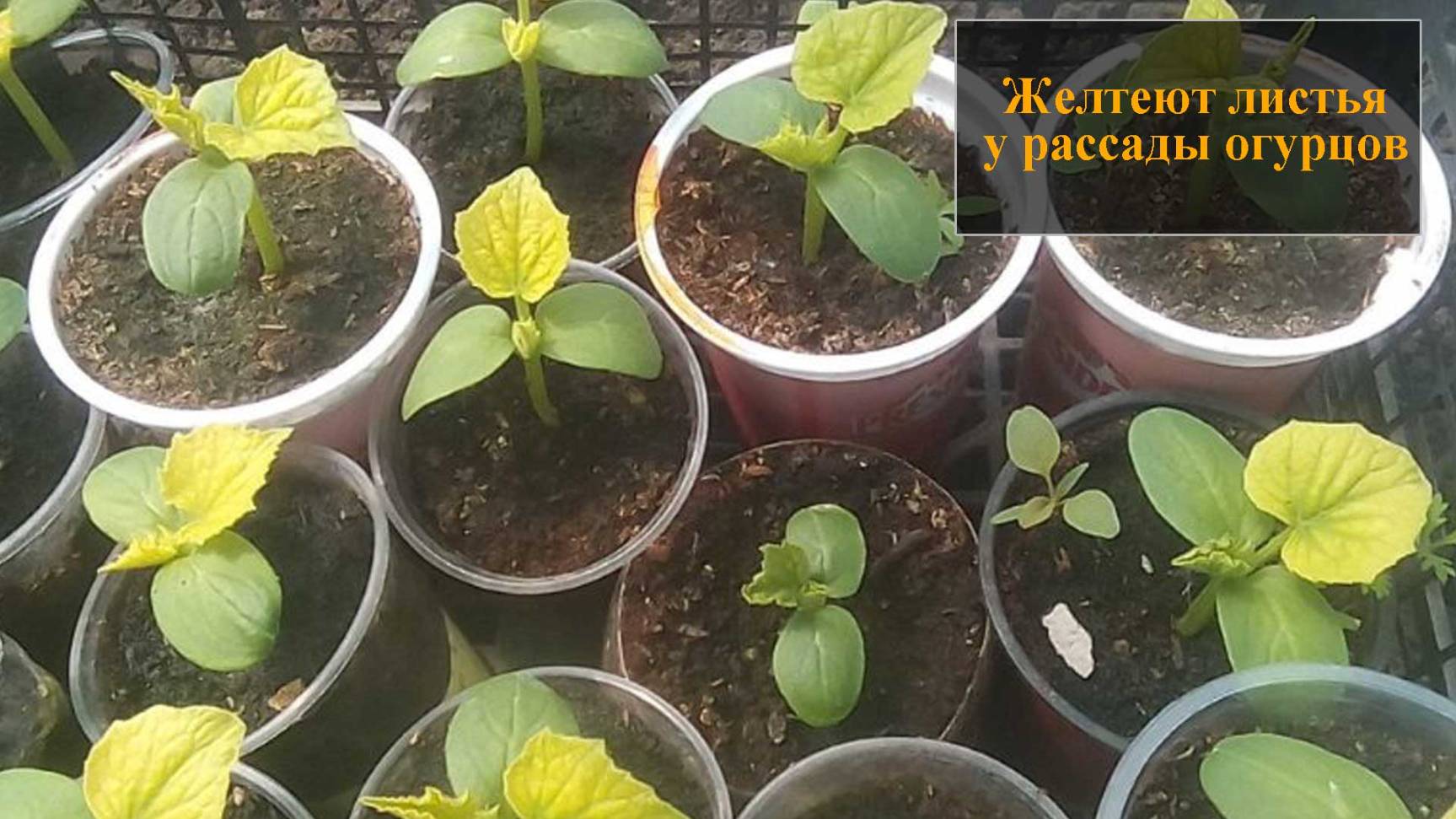 Желтеют листья у рассады огурцов смотреть онлайн