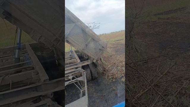 уборка облепихи с залежных полей смотреть онлайн