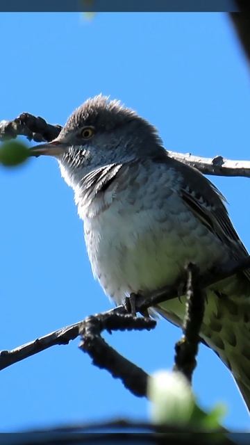 Pěnice vlašská, Barred Warbler, Songbirds in the CZE, ptačí zpěv смотреть онлайн