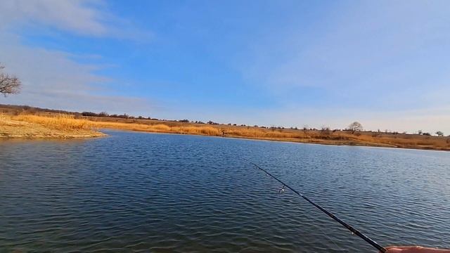 Crazy Fish Arion 702