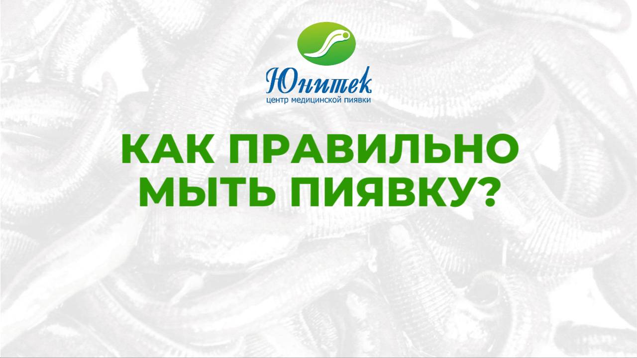 Как мыть пиявку? Уход за пиявками