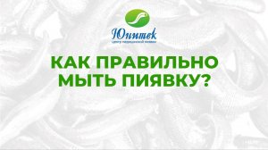 Как мыть пиявку? Уход за пиявками