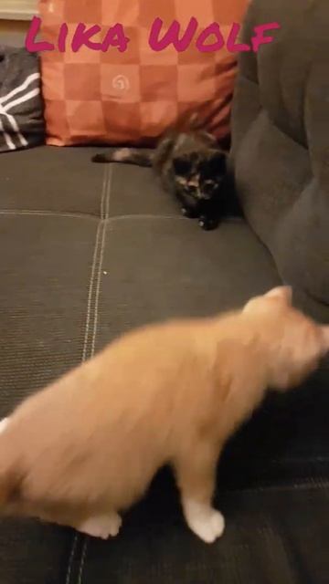 НУ ОЧЕНЬ ВЕСЕЛО 😍Милые котики. Смешные коты. Смешные животные. Cute kittens Cute Teddy kittens Fun смотреть онлайн