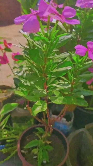 #plant family❣️🌱 смотреть онлайн