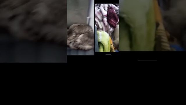 Кошачий разговор. смотреть онлайн