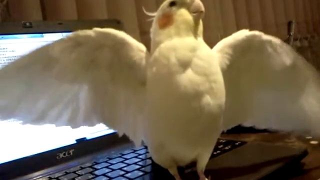 Пыжик крут смотреть онлайн