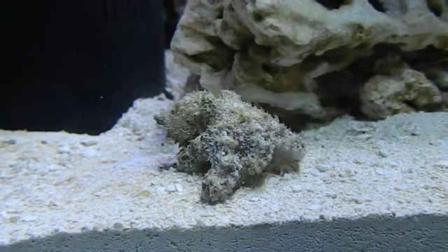 Octopus 'Interaction' смотреть онлайн