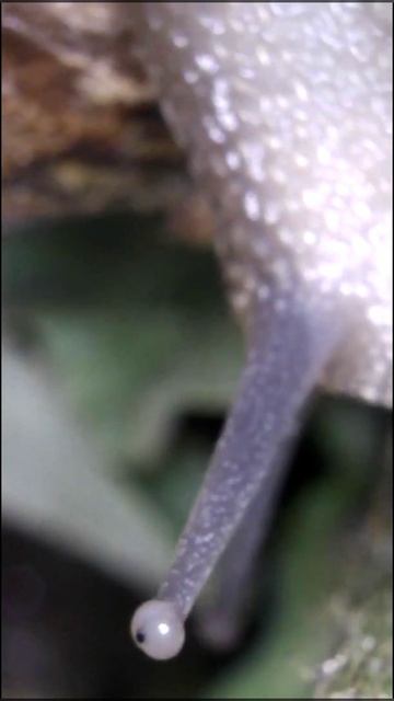 Snail Anatomy: Eyes 🐌 👀 смотреть онлайн
