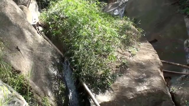 Lagarto Basilisco смотреть онлайн